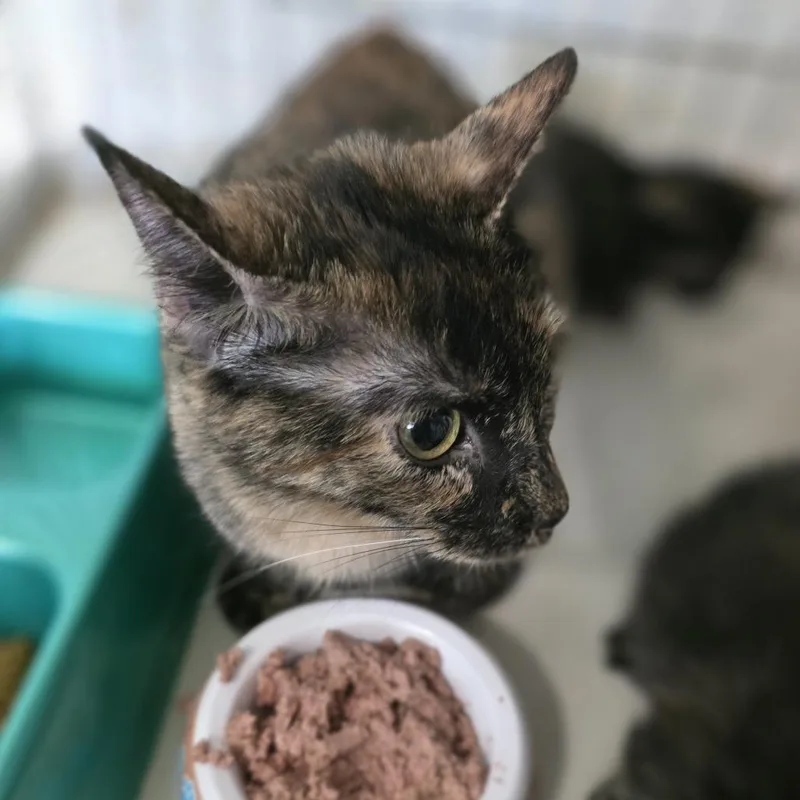 Harley Quinn thumbnail 4