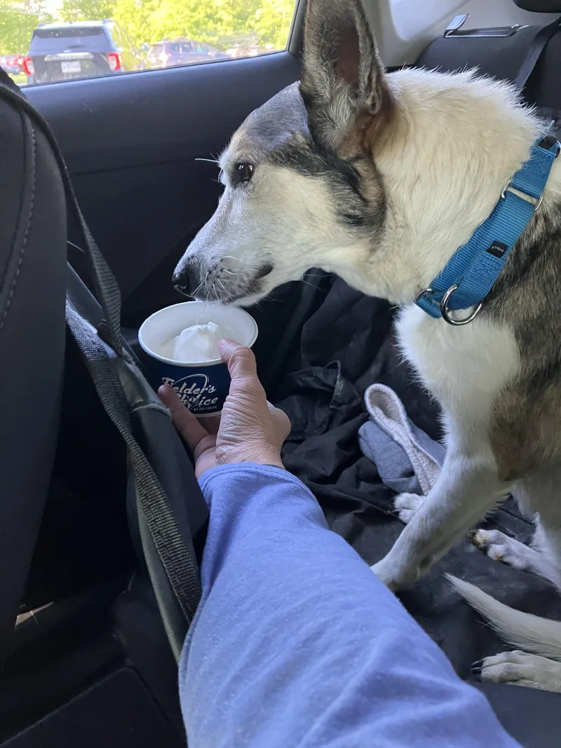A senior medium-sized female Mixed Breed dog named Puppy for adoption in Bowdoin, ME