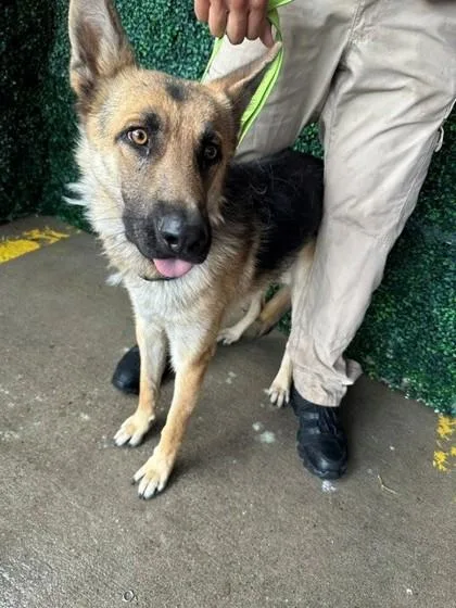 A young large-sized male Brown / Chocolate German Shepherd Dog dog named Ron Stoppable for adoption in El Paso, TX