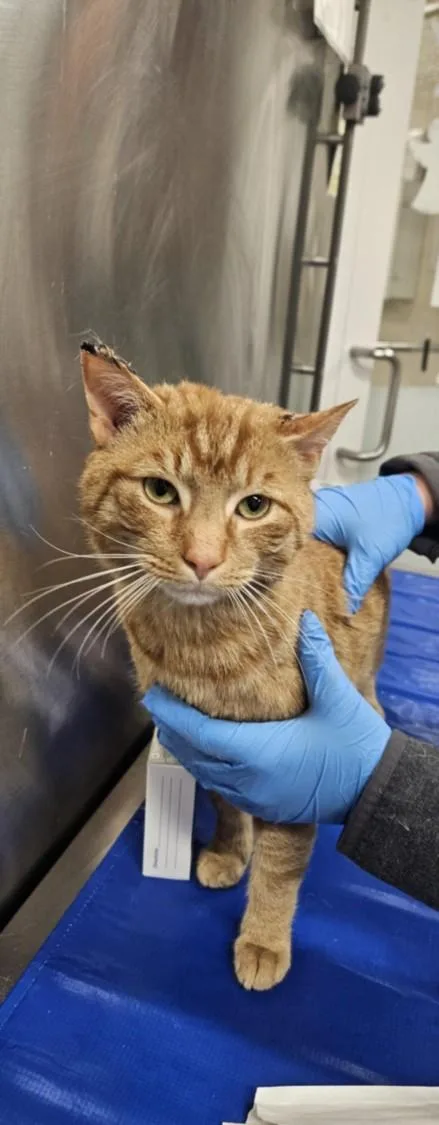 An adult large-sized male Domestic Short Hair cat named Barley for adoption in Hagerstown, MD
