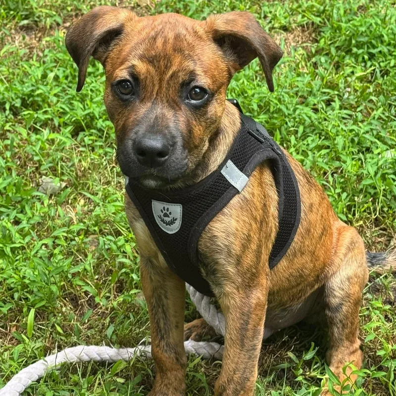 A baby medium-sized male Pit Bull Terrier dog named Moss for adoption in Bethlehem, PA