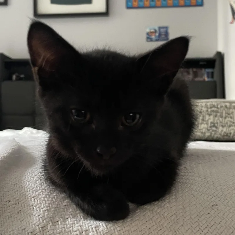 A baby medium-sized male Black Domestic Short Hair cat named Chomp for adoption in Haddon Heights, NJ