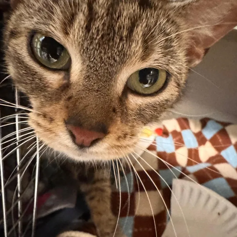 A young medium-sized female Brown / Chocolate Domestic Short Hair cat named Samantha for adoption in Wheeling, IL