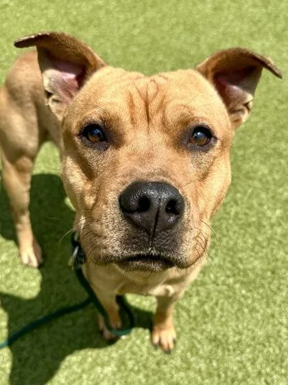 An adult large-sized male Yellow / Tan / Blond / Fawn Mixed Breed dog named Spork for adoption in Wichita, KS