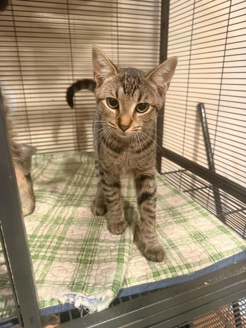 A young medium-sized female Domestic Short Hair cat named Rose for adoption in Bishopville, SC