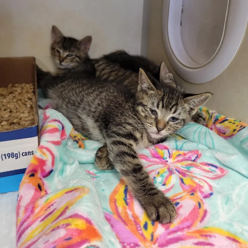 A baby medium-sized female Brown / Chocolate Domestic Short Hair cat named La Prairie for adoption in Westminster, CA