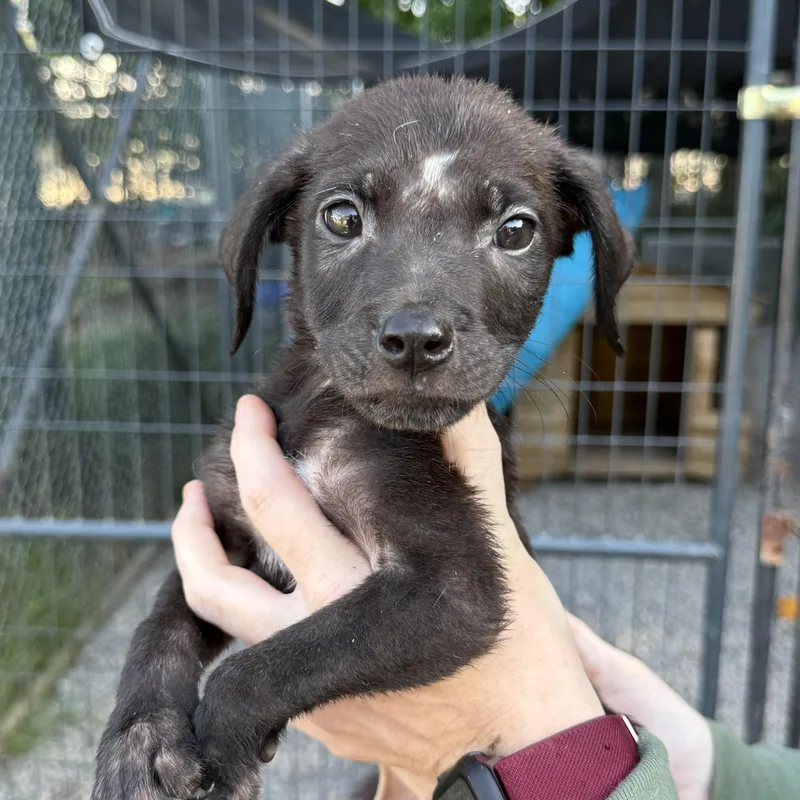 A baby medium-sized male Black Labrador Retriever dog named Vitamix for adoption in Columbia, SC