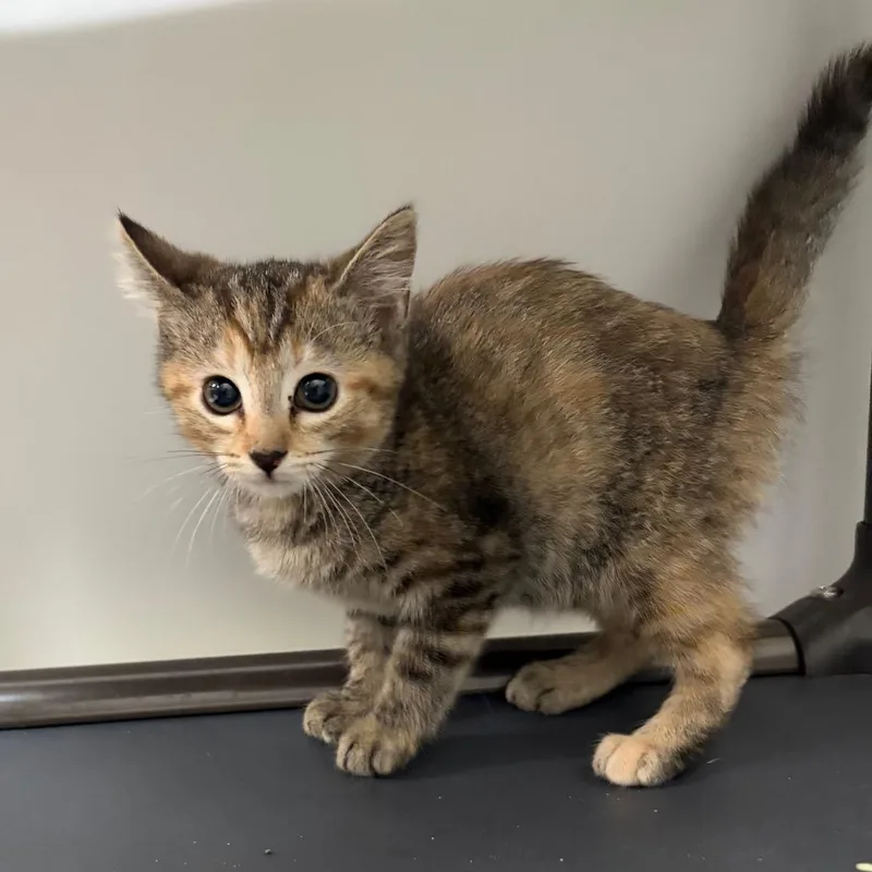 A baby small-sized female Torbie American Shorthair cat named Hearts for adoption in Melrose, FL