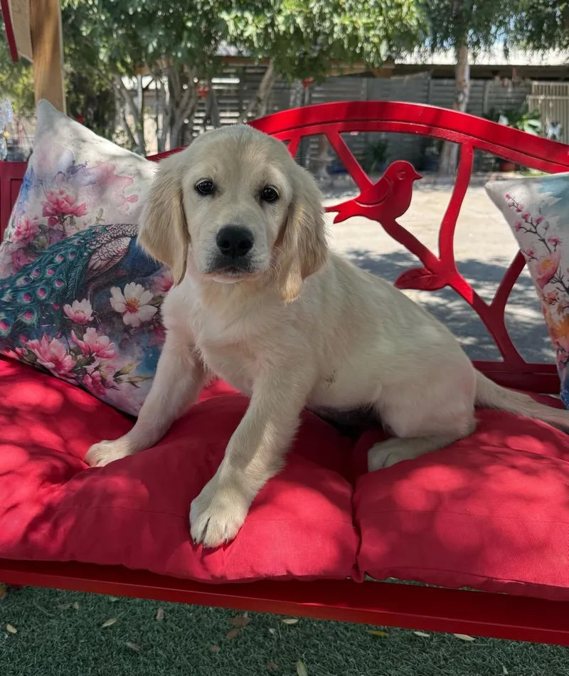 A young medium-sized female Labrador Retriever dog named Angel for adoption in Temecula, CA