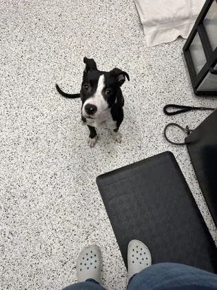 A young medium-sized female Pit Bull Terrier dog named Poker Face for adoption in Atlanta, GA