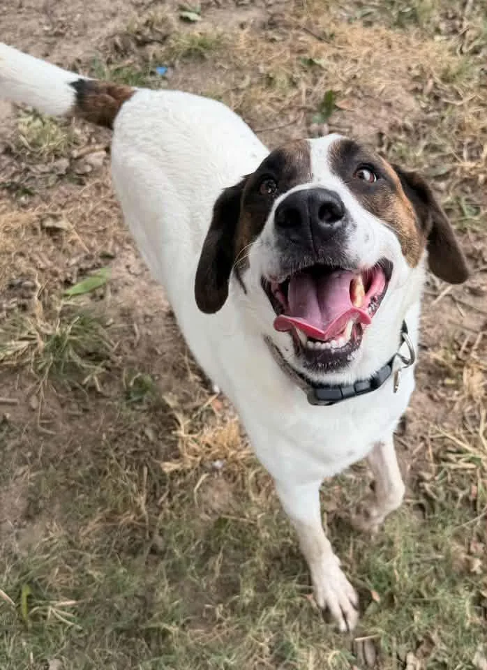 Oscar thumbnail 5