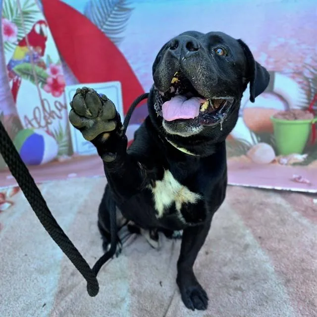 An adult large-sized male American Bulldog dog named Bodak for adoption in Long Beach, CA