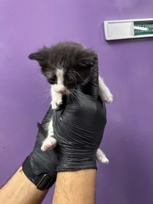 A baby small-sized male Black Domestic Medium Hair cat named 60731697 for adoption in El Paso, TX