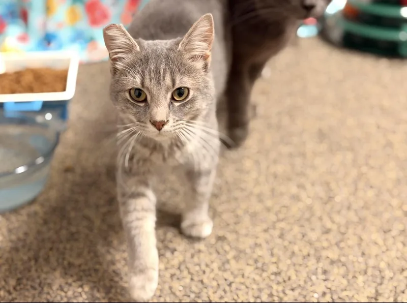A baby medium-sized female Tabby (Gray / Blue / Silver) Tabby cat named Rainy for adoption in Batesville, AR