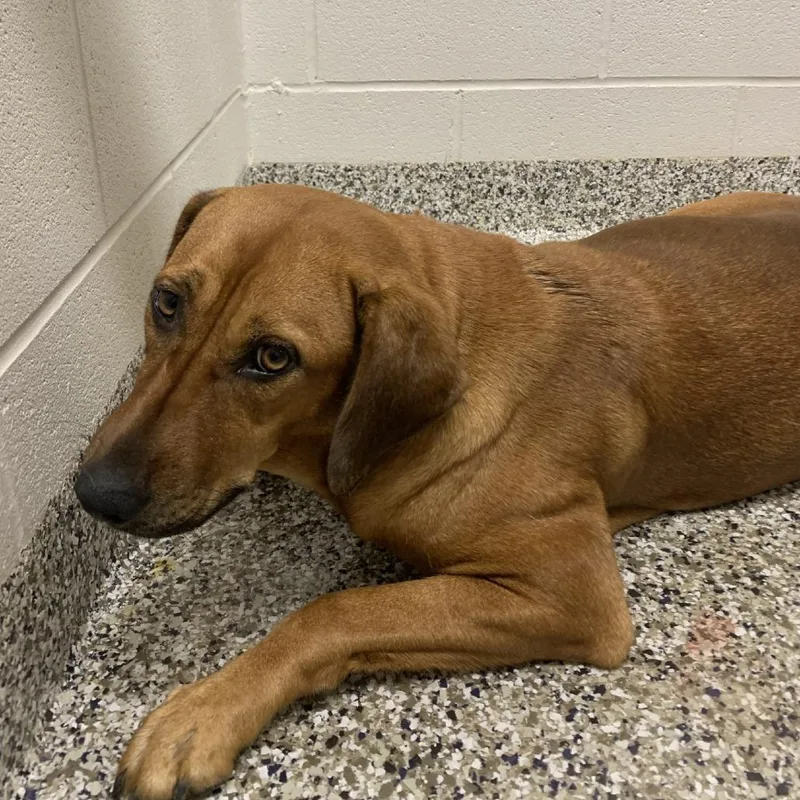 A young small-sized female Brown / Chocolate Hound dog named Brandy for adoption in Morganton, NC