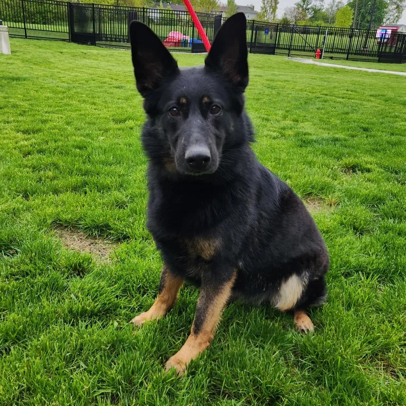 An adult large-sized female Black German Shepherd Dog dog named Eloise for adoption in Fort Wayne, IN