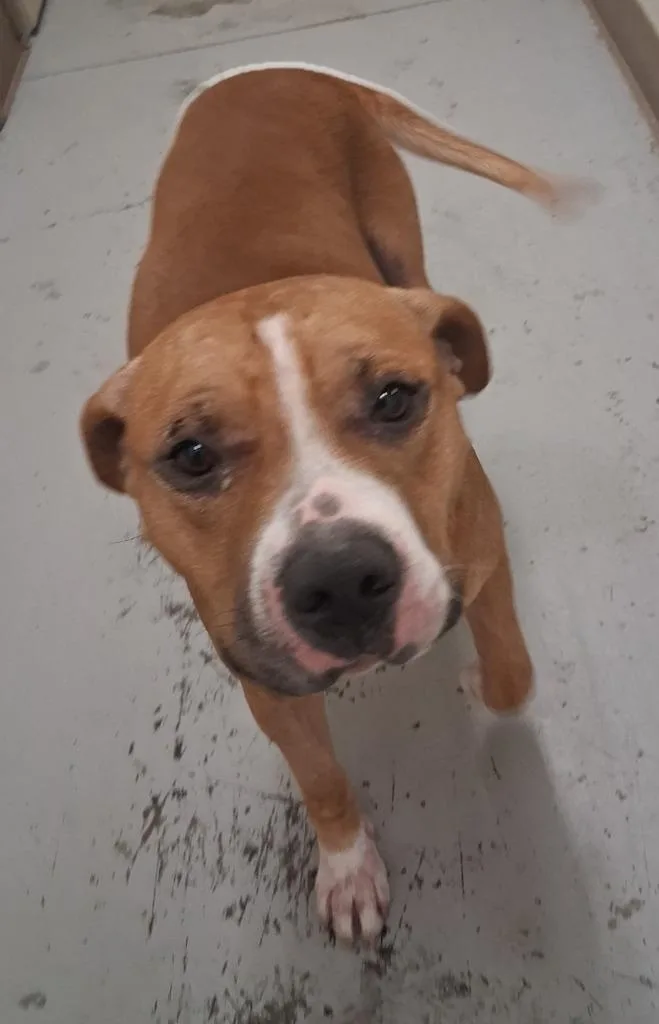 An adult medium-sized male Pit Bull Terrier dog named Kibble for adoption in North Vernon, IN