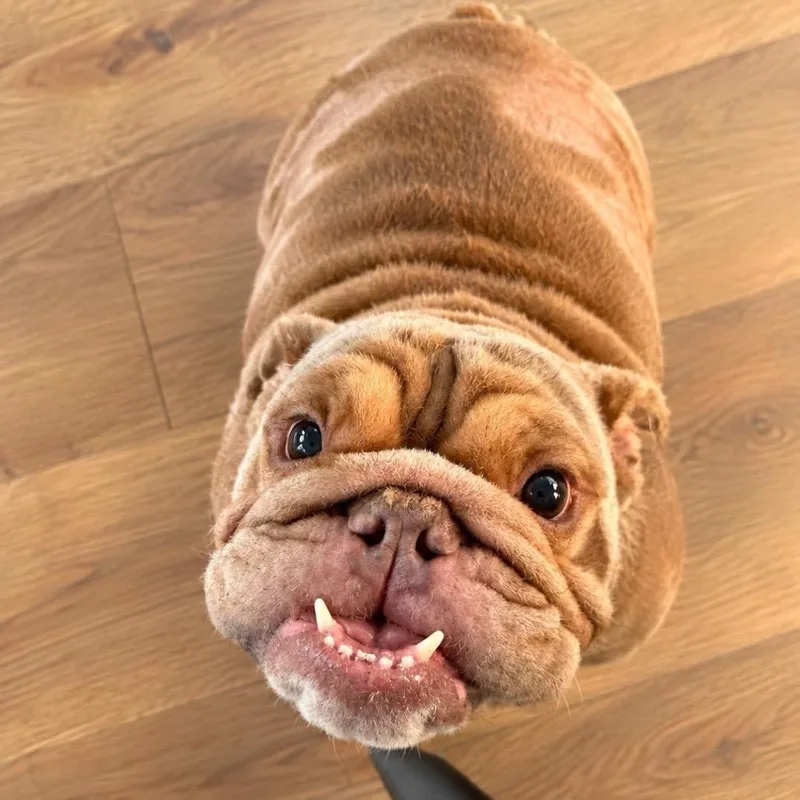 An adult medium-sized female English Bulldog dog named Cassie for adoption in Baton Rouge, LA
