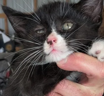 A young small-sized male Domestic Medium Hair cat named Mickey for adoption in Cecil, WI