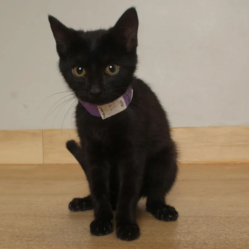 A baby small-sized female Black Domestic Short Hair cat named Spark C for adoption in Minnetonka, MN