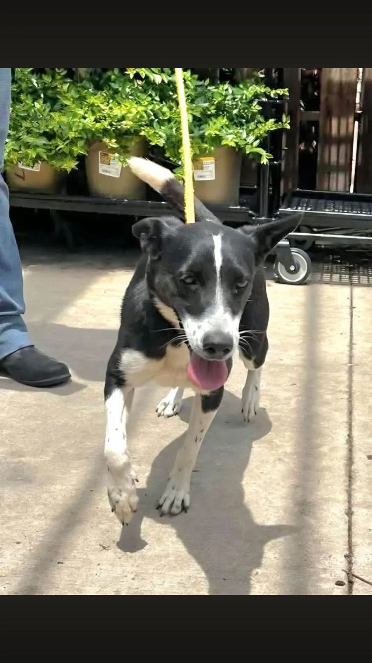 An adult small-sized female Border Collie dog named Mariah for adoption in Paradise, TX