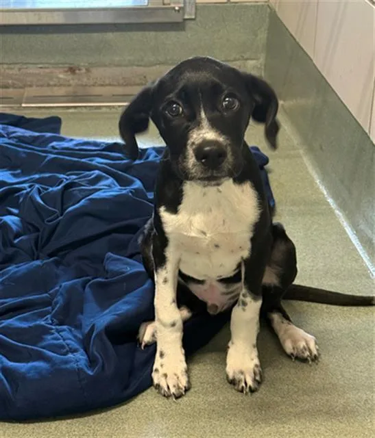 A baby small-sized male German Shorthaired Pointer dog named Benny for adoption in Baytown, TX