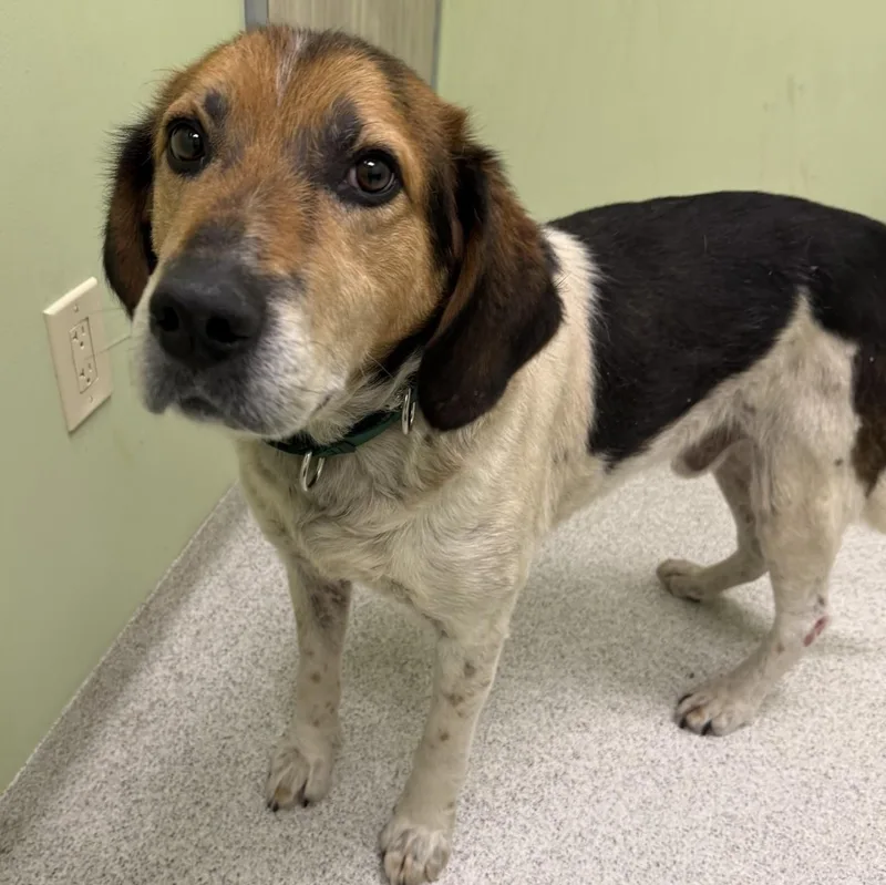 An adult large-sized male Tricolor (Brown, Black, & White) Coonhound dog named Jack for adoption in Cooperstown, NY