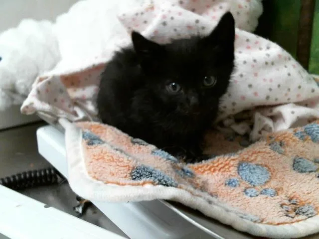 A baby small-sized male Domestic Short Hair cat named Gabe for adoption in Houston, TX