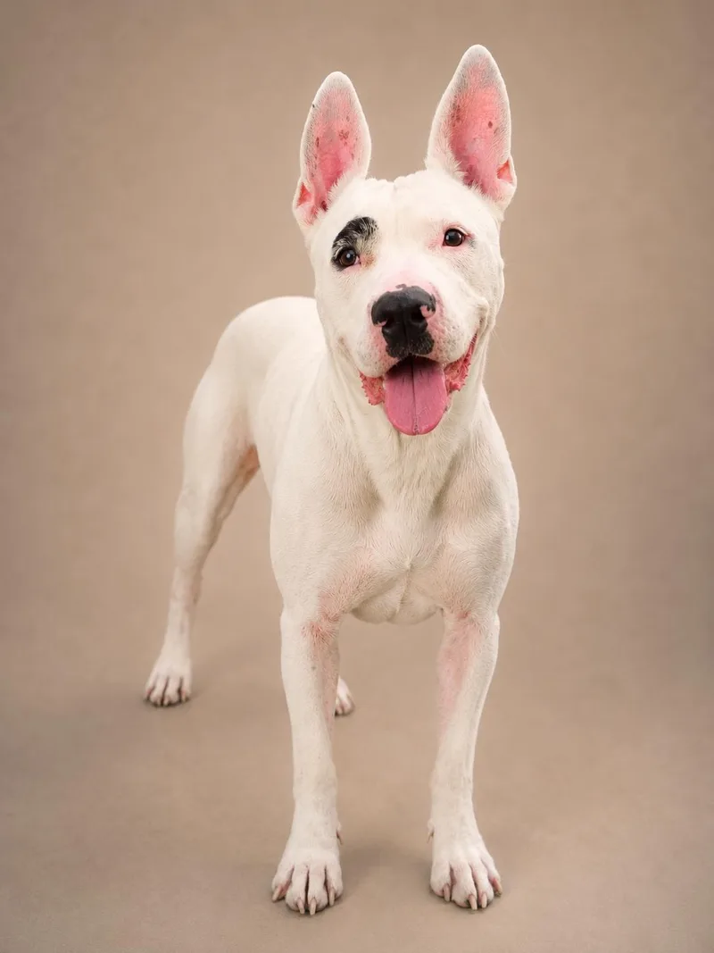 An adult large-sized female White / Cream Pit Bull Terrier dog named Doris for adoption in Wooster, OH