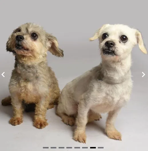 Mia And Coco In thumbnail 2
