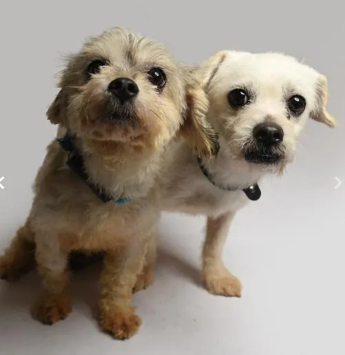 Mia And Coco In thumbnail 3
