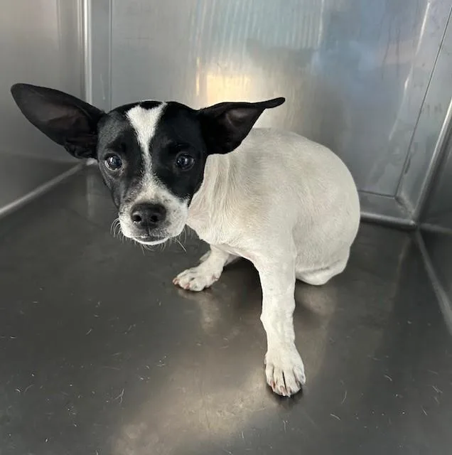A baby medium-sized female Chihuahua dog named Darling for adoption in Baldwin Park, CA