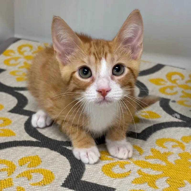 A baby small-sized male Orange / Red Domestic Short Hair cat named Pickle for adoption in League City, TX