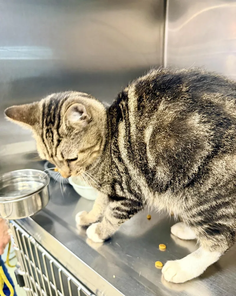 An adult medium-sized female Domestic Short Hair cat named Autumn for adoption in Petersburg, VA