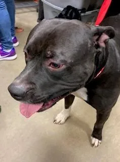 An adult large-sized male Black Pit Bull Terrier dog named Bosa for adoption in Mason City, IA