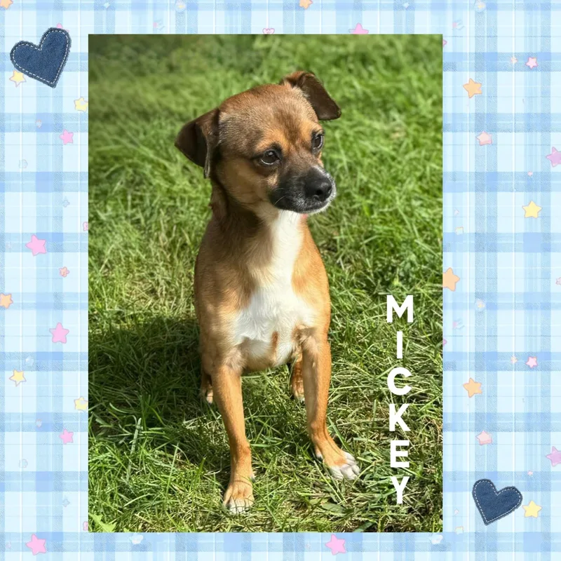 An adult small-sized male Chihuahua dog named Mickey for adoption in Mokena, IL