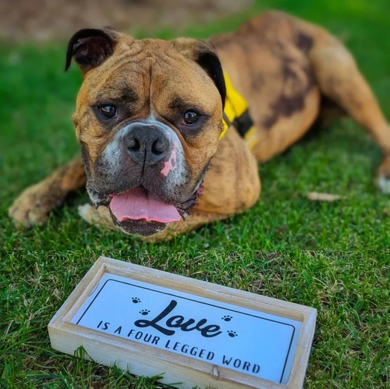 Rolly Polly thumbnail 2