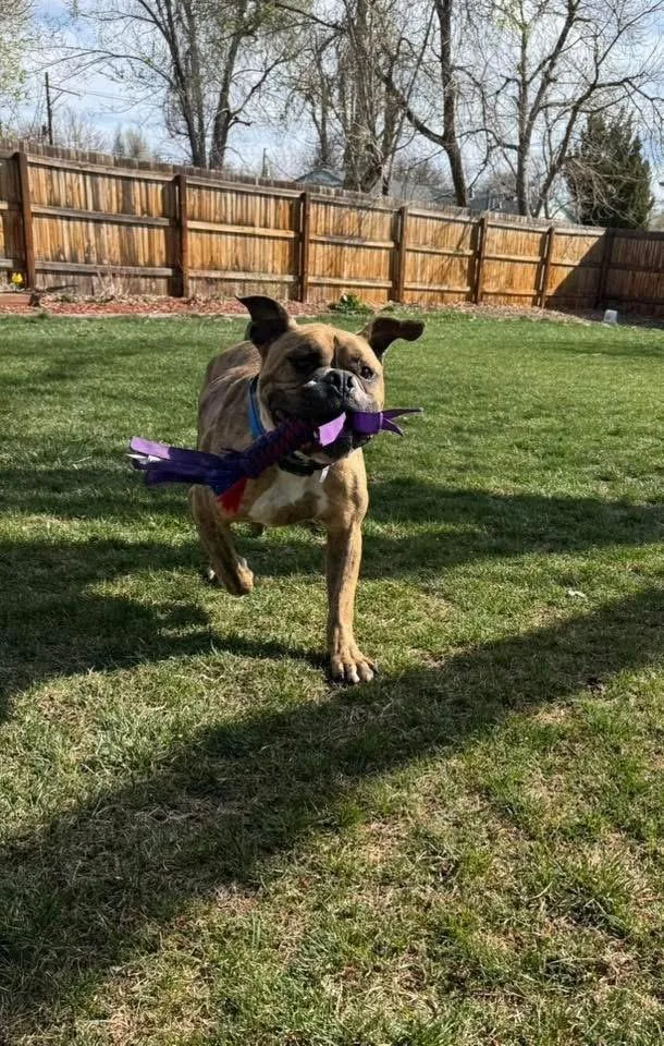 Rolly Polly thumbnail 4