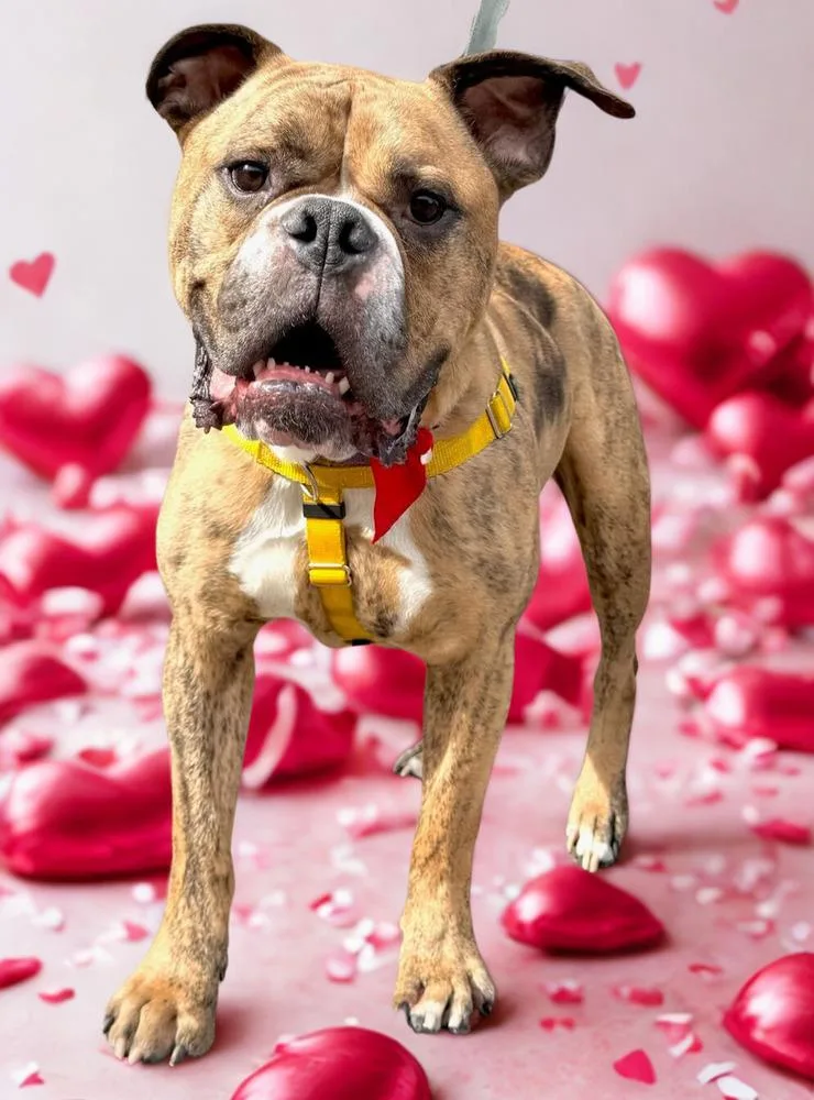 Rolly Polly thumbnail 6