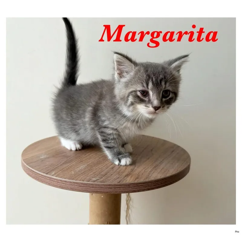 A baby small-sized male Tabby (Gray / Blue / Silver) Domestic Short Hair cat named Margarita for adoption in Ashland, KY