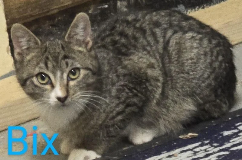 Bix thumbnail 2