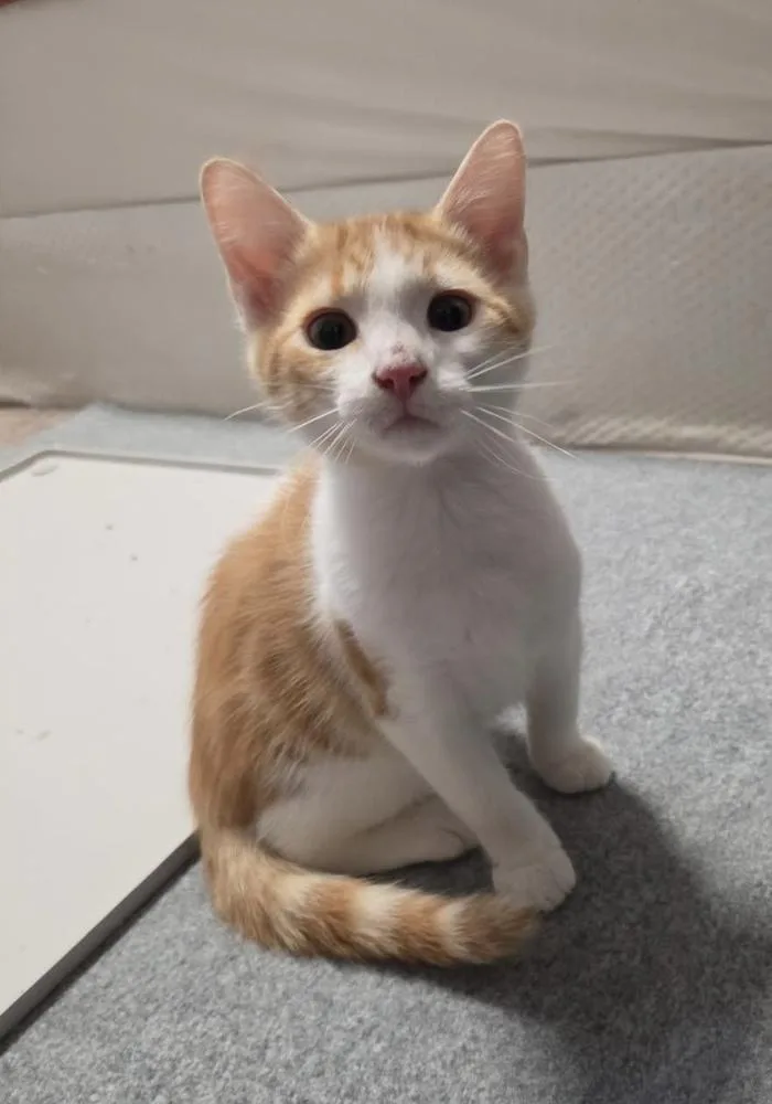 A baby small-sized female Domestic Short Hair cat named Oliver  A AW for adoption in Greenville, SC
