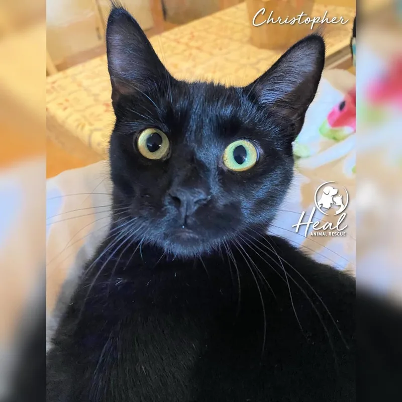 Christopher thumbnail 3