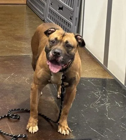 An adult large-sized male Mixed Breed dog named Pharoah for adoption in Cincinnati, OH