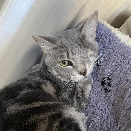 Rhiannon thumbnail 3