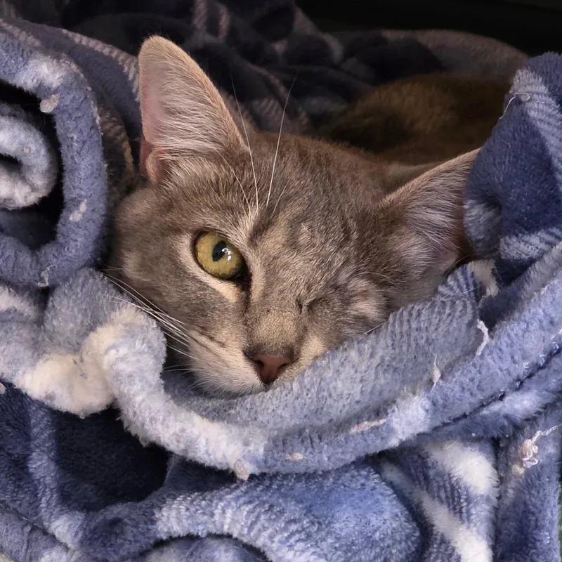 Rhiannon thumbnail 4