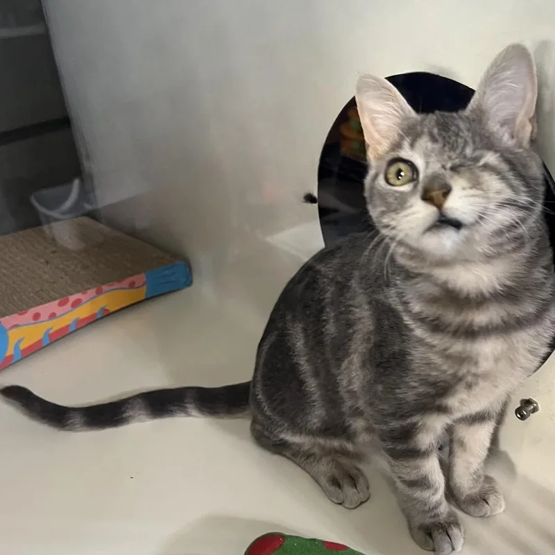 Rhiannon thumbnail 5