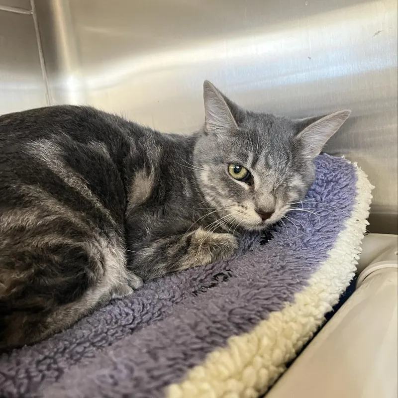 Rhiannon thumbnail 6