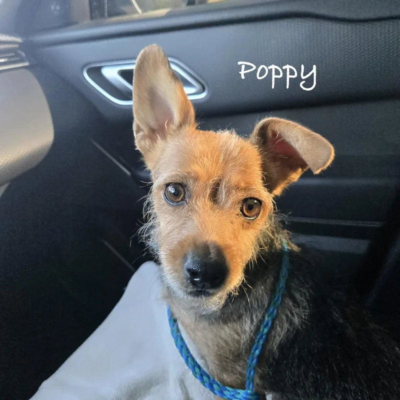 An adult small-sized female Yorkshire Terrier dog named Poppy for adoption in Las Vegas, NV