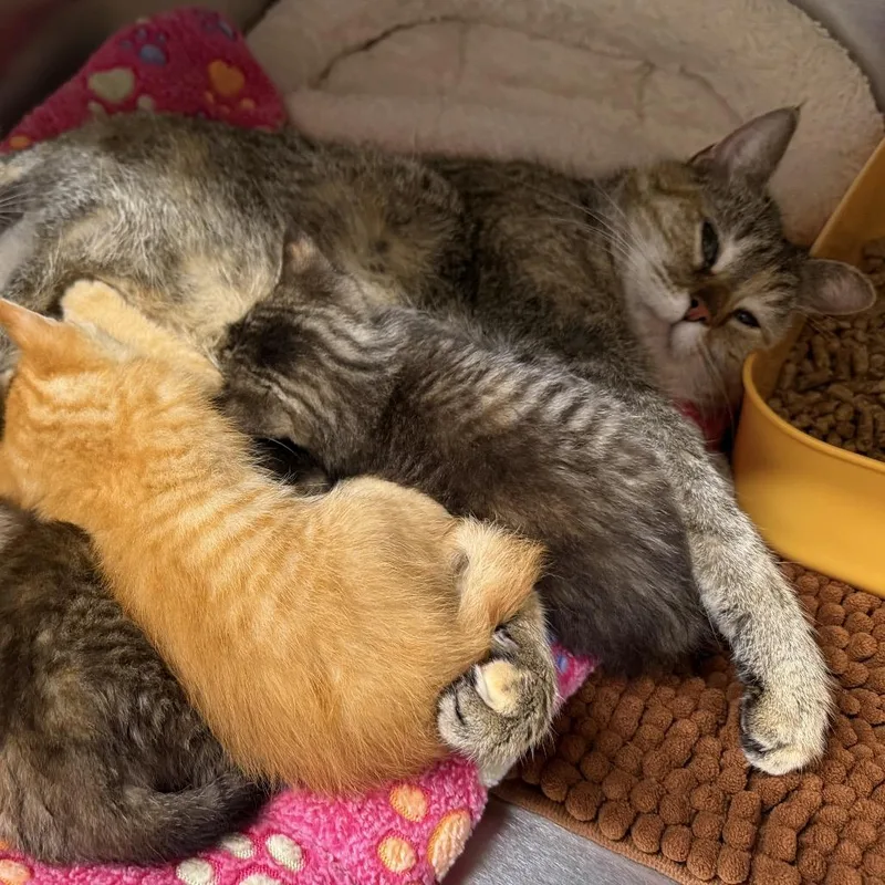 An adult medium-sized female Brown / Chocolate Domestic Short Hair cat named Gizelle for adoption in Middleburg Heights , OH